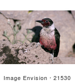#21530 Stock Photography Of Lewis’ Woodpecker Bird (Melanerpes Lewis) On A Rock