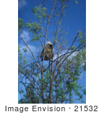 #21532 Wildlife Stock Photography Of A Porcupine In A Tree Alaska