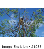 #21533 Wildlife Stock Photography Of A Cute Porcupine In A Tree Alaska