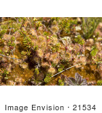 #21534 Botanical Stock Photography Of Common Round-Leaved Sundew Plants (Drosera Rotundifolia L) Alaska