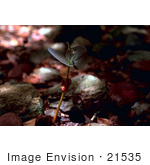 #21535 Botanical Stock Photography Of A West Indian Mahogany Seedling Plant (Swietenia Mahagoni)