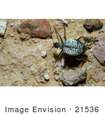 #21536 Bug Stock Photography Of A Beetle In Arizona