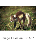#21537 Wild Animal Stock Photography Of A Cute Arctic Fox Stretching Alaska