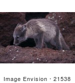 #21538 Wild Animal Stock Photography Of A Juvenile Arctic Fox At St George Island