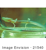 #21540 Wild Animal Stock Photography Of A Texas Blind Salamander (Eurycea Rathbuni) In A Glass Jar