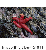 #21548 Stock Photography Of A Red Blood Starfish (Henricia Sanguinolenta) On A Rock At Low Tide