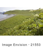 #21553 Stock Photography Of Wildflowers Growing Along The Coastline Of Bendel Island Alaska