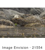 #21554 Stock Photography Of A Lone Seal On A Rock At Peninsula Island Aleutian Islands Alaska Maritime National Wildlife Refuge