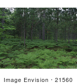 #21560 Stock Photography Of Ferns And Trees In A Forest In Seney National Wildlife Refuge