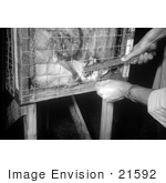 #21592 Stock Photography Of A Rabid Fox Biting A Stick In A Cage In 1958