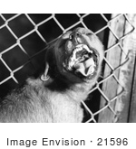 #21596 Stock Photography Of A Rabid Dog Baring Its Teeth