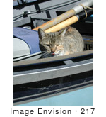 #217 Photo Of A Cat In A Boat
