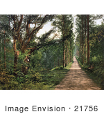 #21756 Historical Stock Photography Of The Tree Lined Carmanton Drive In The Vale Of Lanherne Cornwall England