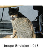 #218 Image Of A Cat In A Boat