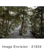 #21834 Historical Stock Photography Of A Trail In The Plantation In Exmouth Devon England