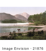 #21876 Historical Stock Photography Of Cows Wading In The Water Derwent Water Lake District England