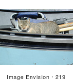 #219 Photo Of A Cat In A Boat