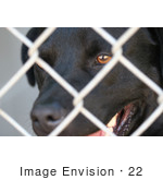 #22 Picture Of A Dog At The Humane Society
