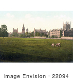 #22094 Stock Photography Of Cows Grasing At Christ Church College And Merton College Oxford Oxfordshire England