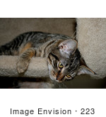 #223 Photo Of A Tabby Cat In A Cat Tree