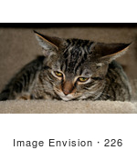 #226 Photo Of A Tabby Cat In A Cat Tree