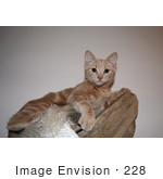 #228 Image Of An Orange Kitten On A Cat Tree