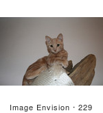 #229 Image Of An Orange Kitten On A Cat Perch