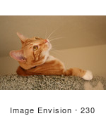 #230 Image Of An Orange Cat Looking Upwards