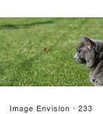 #233 Image Of A Silver Cat