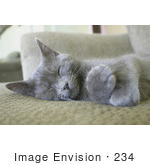 #234 Image Of A Gray Kitten Sleeping