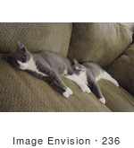 #236 Image Of Two Gray Tuxedo Kittens Sleeping