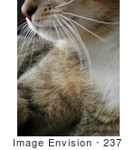 #237 Closeup Image Of A Cat