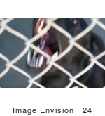 #24 Picture Of A Caged Dog Barking