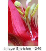 #240 Photograph Of A Red Passion Flower
