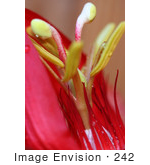 #242 Photo Of A Red Passion Flower
