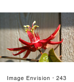 #243 Photograph Of A Red Passion Flower