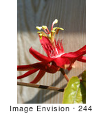#244 Image Of A Red Passion Flower