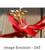 #245 Image Of A Red Passion Flower