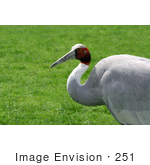 #251 Picture Of A Sand Hill Crane