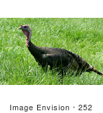 #252 Picture Of A Wild Turkey