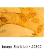 #25802 Stock Photography Of A Micrograph Of Mites Infesting A Bee Trachea