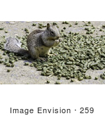 #259 Picture Of A Ground Squirrel Eating