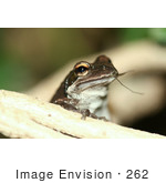 #262 Picture Of A Frog Eating An Insect
