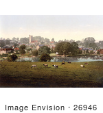 #26946 Stock Photography Of Cows Grazing By A Pond In Carisbrooke Newport Isle Of Wight England