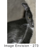 #273 Picture Of Cat Laying In A Tunnel