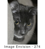 #274 Picture Of A Cat Peeking Out From Cat Furniture