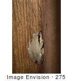 #275 Picture Of A Frog On A Fence