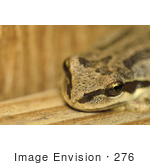 #276 Picture Of A Frog