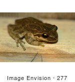#277 Frog Picture