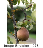 #278 Picture Of A Pear On A Pear Tree